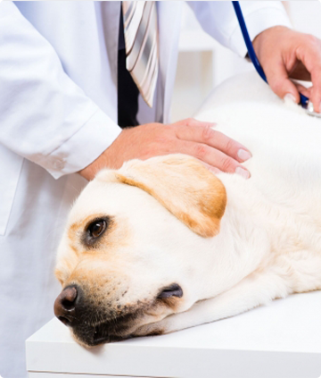 Pets Doctor