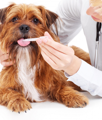 Pet Accessories